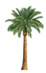 palm