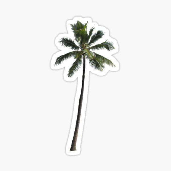 palm